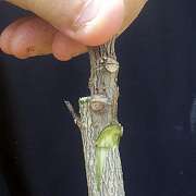 Hibiscus 'Short cut under flap'