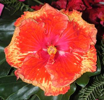 Hibiscus 'Sunshower'