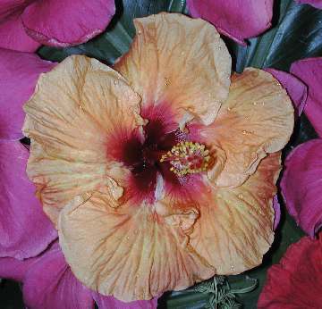 Hibiscus 'Surfie Jack'