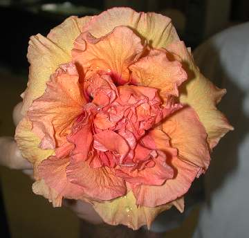 Hibiscus 'Teresa Carmel'