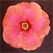 Hibiscus 'Thelma Bennell'