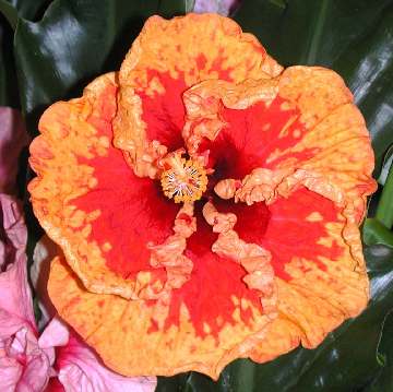 Hibiscus 'Tom'