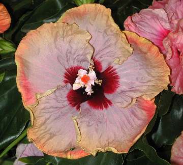 Hibiscus 'Virage'