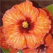 Hibiscus 'Volcano'