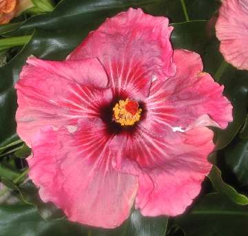 Hibiscus 'Wagon Wheel'