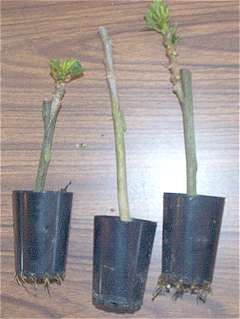 Hibiscus 'Whip-and-tongue graft'