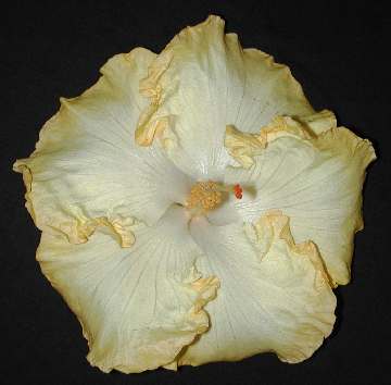 Hibiscus 'Whipt Butta'