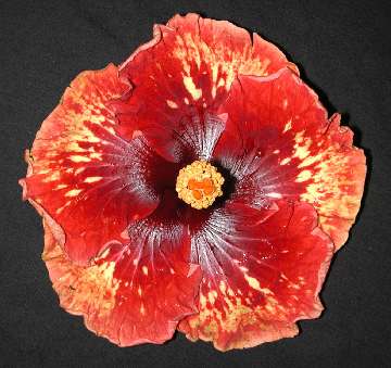 Hibiscus 'Wild Thing II'