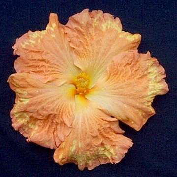 Hibiscus 'Wings Away'
