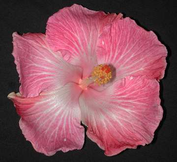 Hibiscus 'Zipidy Doodah'